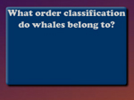 Whales - Protectors of the Sea - играть онлайн бесплатно
