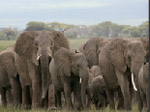 African Elephant Herd Jigsaw - играть онлайн бесплатно