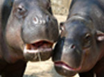 Jigsaw: Hippos - играть онлайн бесплатно