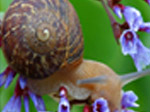 Jigsaw: Flower Snail - играть онлайн бесплатно