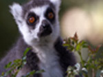 Jigsaw: Lemur - играть онлайн бесплатно