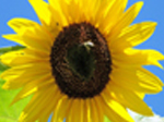 Jigsaw: Yellow Sunflower - играть онлайн бесплатно
