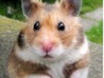Cute puzzle: hamster - играть онлайн бесплатно