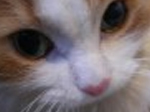 Cute puzzle: Cat - играть онлайн бесплатно