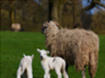 Jigsaw: Sheep And Lamb - играть онлайн бесплатно