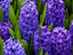 Jigsaw: Blue Hyacinths - играть онлайн бесплатно