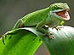 Little chameleon slide puzzle - играть онлайн бесплатно