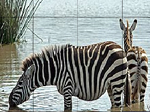 Two zebra slide puzzle - играть онлайн бесплатно