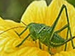 Grasshopper slide puzzle - играть онлайн бесплатно