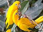 Sweet parrots slide puzzle - играть онлайн бесплатно