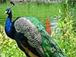 Colorful peacock slide puzzle - играть онлайн бесплатно