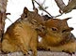 Cute squirrels slide puzzle - играть онлайн бесплатно