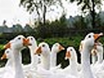 White ducks slide puzzle - играть онлайн бесплатно