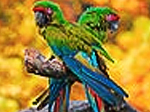 Two parrots slide puzzle - играть онлайн бесплатно