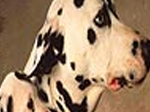 Dalmatians dogs slide puzzle - играть онлайн бесплатно