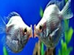 Kissing fishes slide puzzle - играть онлайн бесплатно