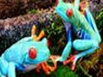 Blue frogs slide puzzle - играть онлайн бесплатно