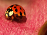 Jigsaw: Pink Plant Ladybug - играть онлайн бесплатно